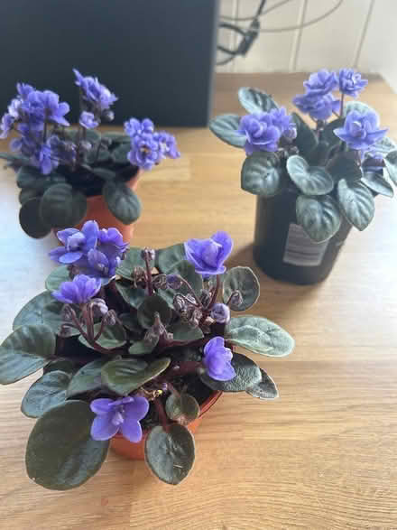 Photo of free African Violet plants (Bromborough, CH62) #1