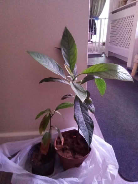 Photo of free Avocado and mango plants (Hester's Way GL51) #1