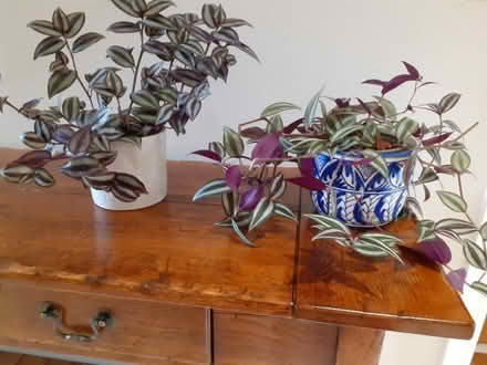 Photo of free conservatory plants (Bloxham OX15) #1