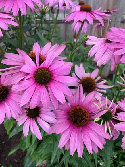 Photo of free Garden plants (Farncombe GU7) #3