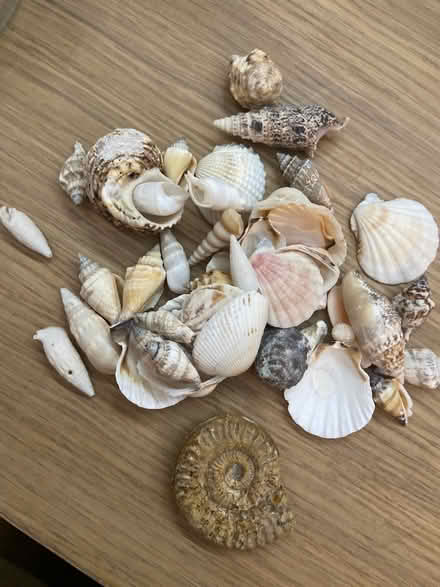 Photo of free Shells & fossil (SE24 Herne Hill) #1