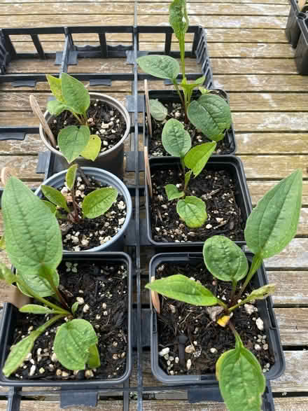 Photo of free Garden plants (Farncombe GU7) #1