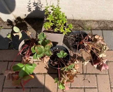 Photo of free 3 strawberry plants and one mint plant (Kirkley NR33) #1