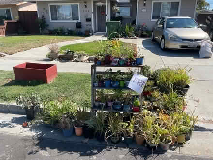 Photo of free plants (Lawrence Station Santa Clara) #2