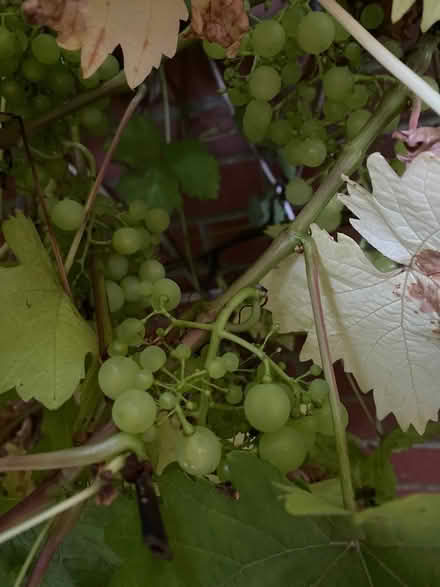 Photo of free Grapes from our vine (Stony Stratford MK11) #1