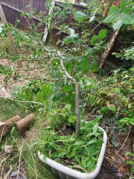 Photo of free Plant (CW2) #1