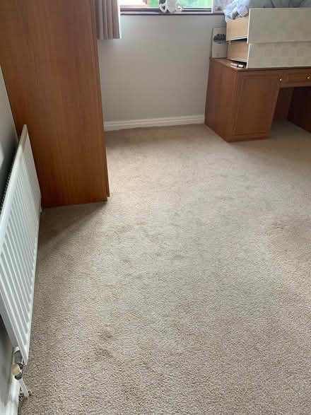 Photo of free Carpet (Halifax) #2