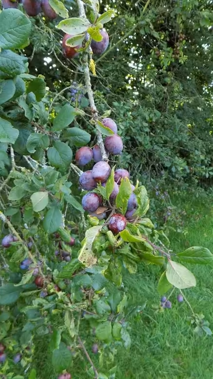 Photo of free Damsons, ripe and ready now - plenty (Canworthy Water PL15) #1