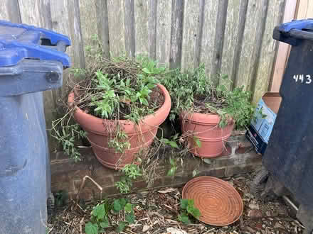 Photo of free Two large clay pots (Friendship Heights) #1