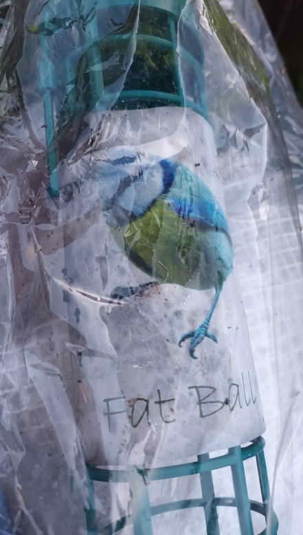 Photo of free Fat ball bird feeder (Fairfield L7) #1