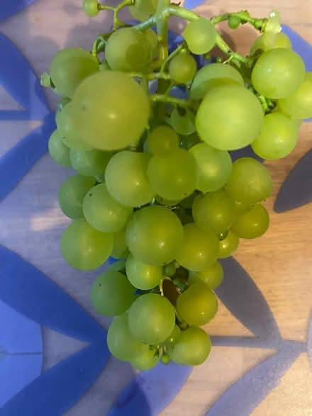 Photo of free Grapes from our vine (Stony Stratford MK11) #2