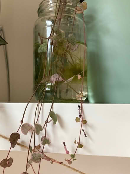 Photo of free House plant -String of hearts (Beckenham BR3) #1