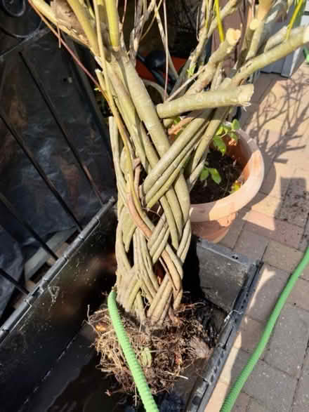 Photo of free Woven Willow (Two Dales DE4) #1