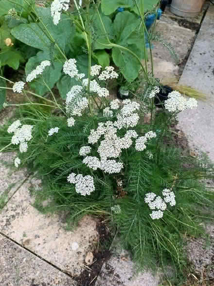 Photo of free Yarrow (Larkhall, bath) #1