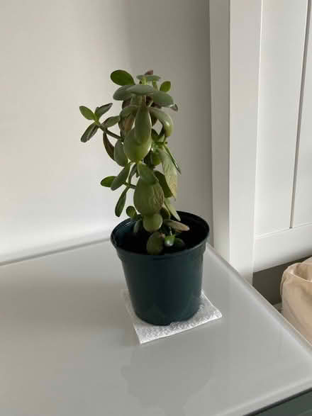 Photo of free 2 x Money Plants (Jade Plants) plus 2 x rooted cuttings (Stroud GL10) #1