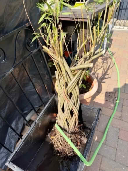 Photo of free Woven Willow (Two Dales DE4) #2