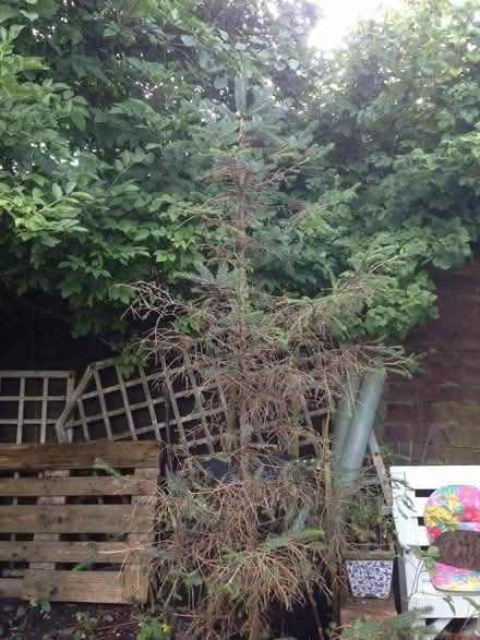 Photo of free Fir Tree (jaggy needles species) (Thornhill FK8) #2