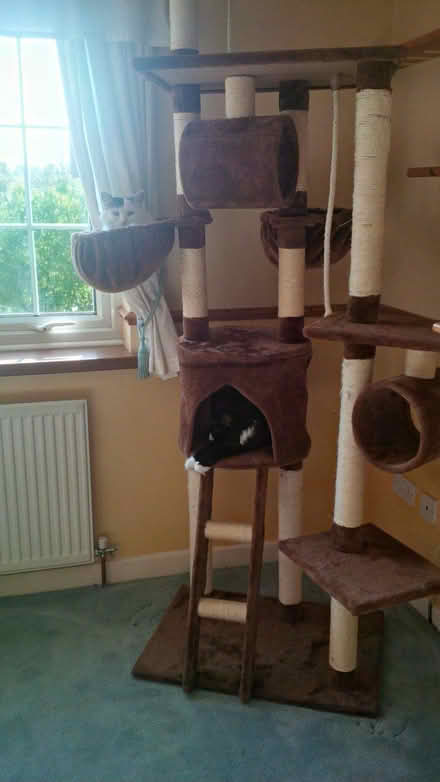 Photo of free Cat Climbing Frame (Saint Clements WR2) #1