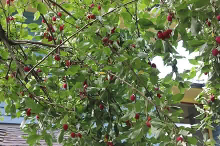 Photo of free Crab apples for picking (Ambleside West Van) #1