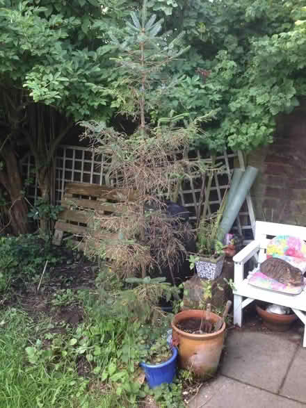 Photo of free Fir Tree (jaggy needles species) (Thornhill FK8) #1