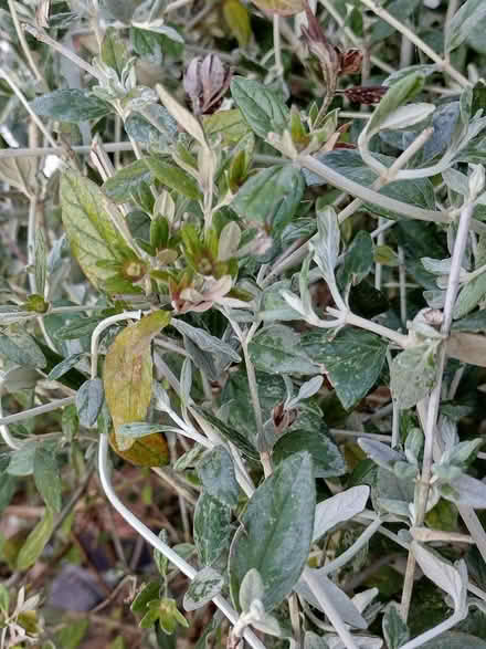 Photo of free Shrub (Kinson Village Green Stocks BH10) #2