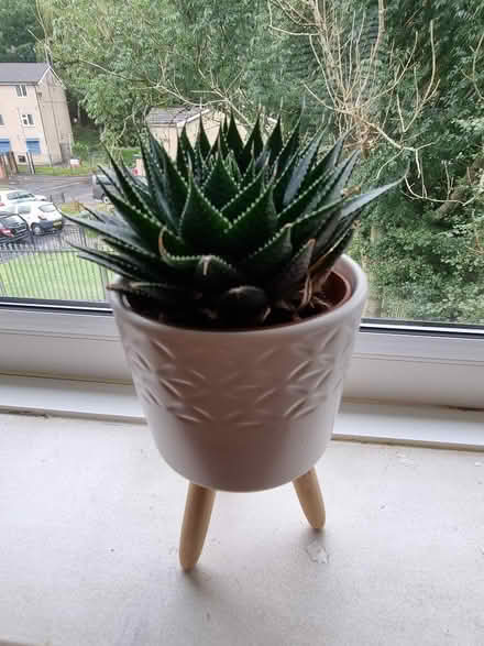 Photo of free Plant - small succulent (Mossley OL5) #1