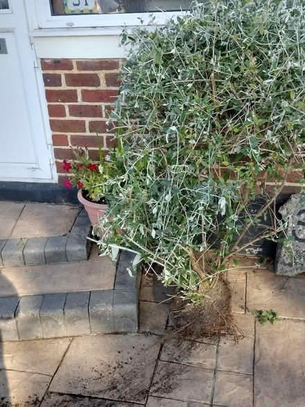 Photo of free Shrub (Kinson Village Green Stocks BH10) #1