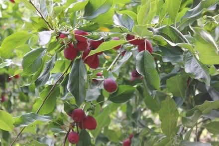 Photo of free Crab apples for picking (Ambleside West Van) #2