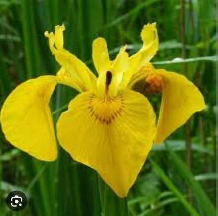 Photo of free Yellow Iris Flag seed pods (EX6) #1