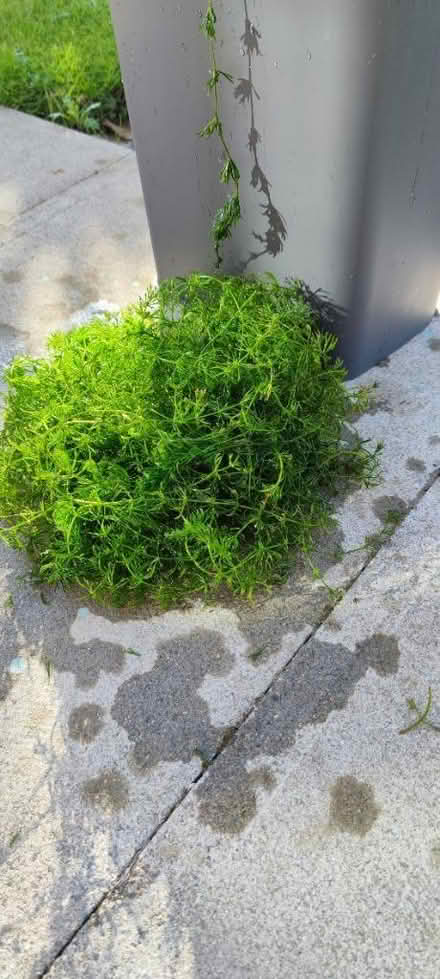 Photo of free Pond plant for aeration (Leverington PE13) #1
