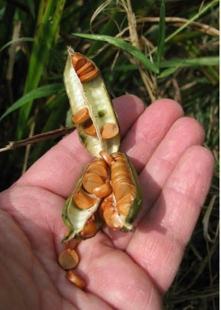 Photo of free Yellow Iris Flag seed pods (EX6) #2