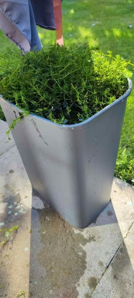 Photo of free Pond plant for aeration (Leverington PE13) #2