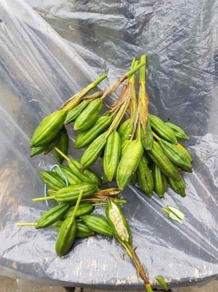 Photo of free Yellow Iris Flag seed pods (EX6) #4