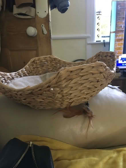 Photo of free Rattan Cat basket with cushion (W5) #1