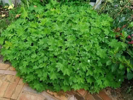 Photo of free Ground cover geranium. (Mackworth Estate DE22) #1