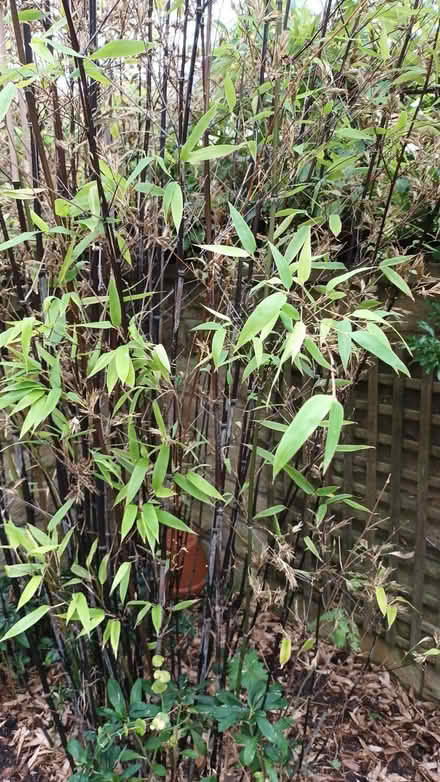 Photo of free Black stemmed bamboo (Wetherby LS22) #1