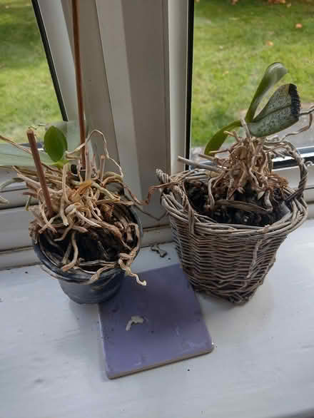 Photo of free 2 orchids (Melbourn Royston) #1