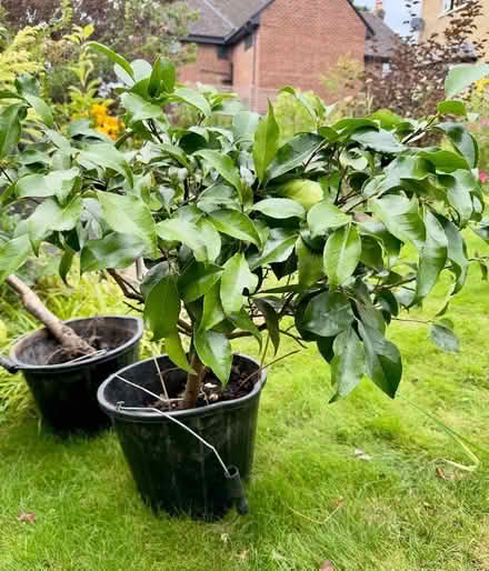 Photo of free Rhododendron Shrub (Two Dales DE4) #1