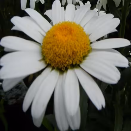 Photo of free Very tall white daisy flowers (Beauchief, S8) #1