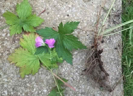 Photo of free Pink garden geranium plants (Bannockburn FK7) #1