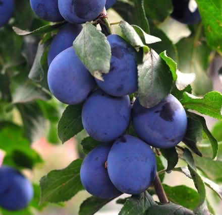Photo of Plums (Bristol) #1