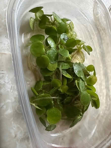Photo of free Amazon frogbit (Markham and Lawrence) #1