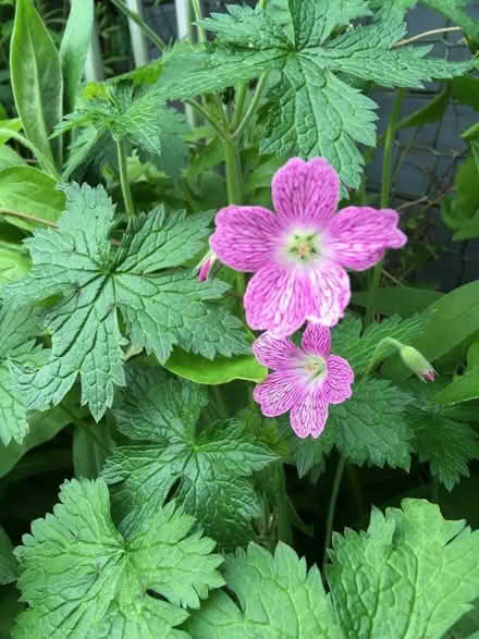 Photo of free Pink garden geranium plants (Bannockburn FK7) #2