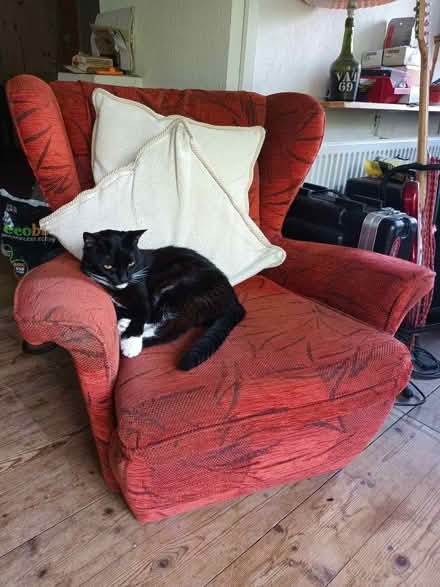 Photo of free couch & armchair(s) (Torrance G64) #1