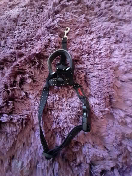 Photo of free Halti harness- for very small dog (Letchworth Garden City) #1