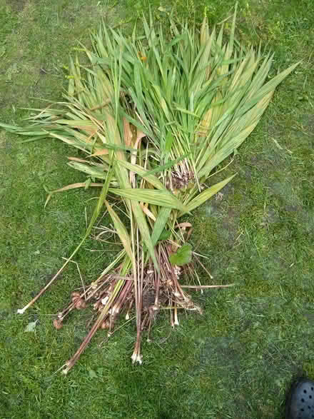 Photo of free Crocosmia (Golcar, Huddersfield) #2