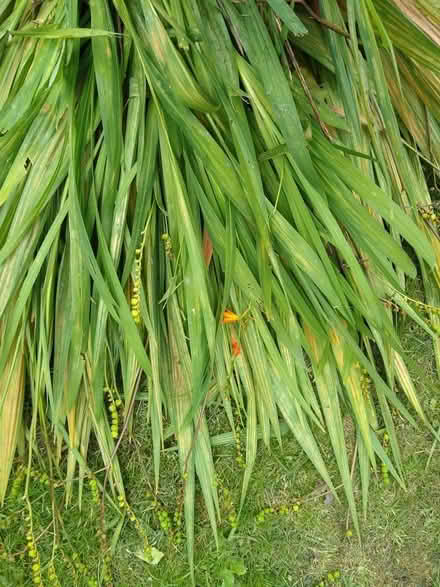 Photo of free Crocosmia (Golcar, Huddersfield) #1