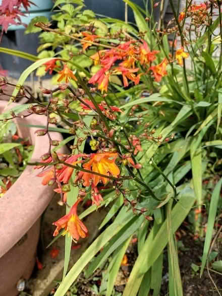 Photo of free Crocosmia bulbs (High Town LU2) #2