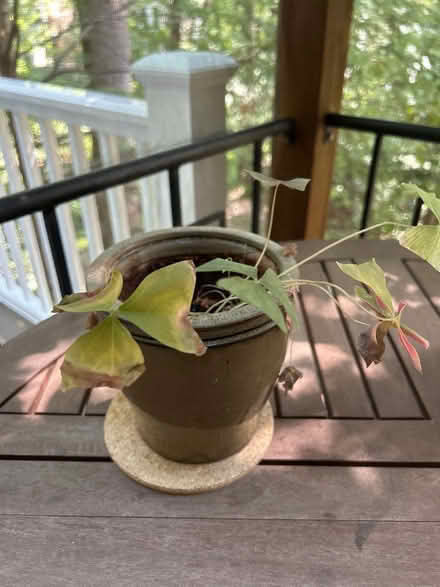 Photo of free Plants! Please save them from us (Kentlands in Gaithersburg) #4