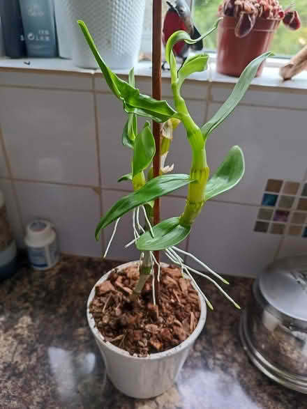 Photo of free Potted Dendrobium orchid (Larkhall, bath) #1